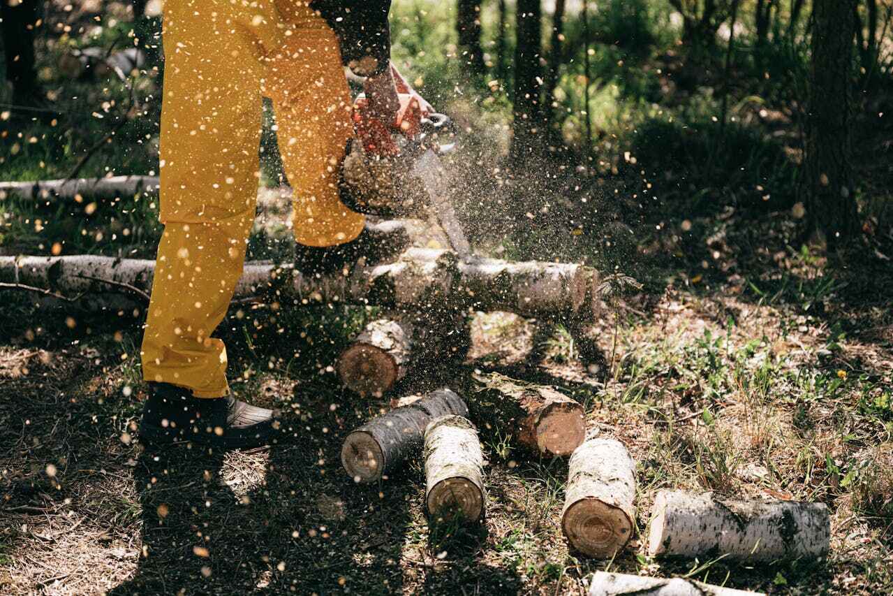 Best Tree Removal Near Me  in Wells, MN